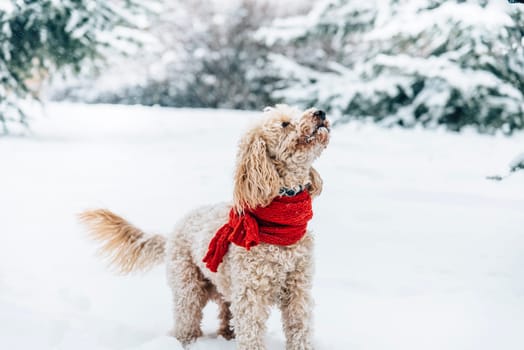 Cute and funny little dog with red scarf playing and jumping in the snow. Happy puddle having fun with snowflakes. Outdoor winter happiness.