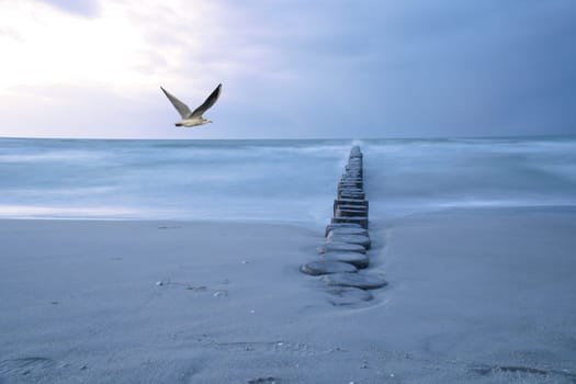 Composing at the Baltic Sea with groyne and long exposure. In the sky a seagull. Landscape shot