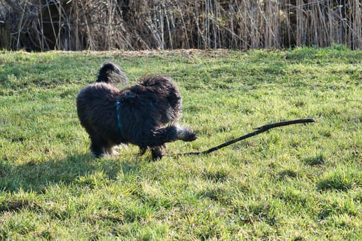 Black gold doddle running on a meadow playing with a stick. Fluffy long black coat. Family dog that is also taken as a therapy dog. Animal photo of a dog