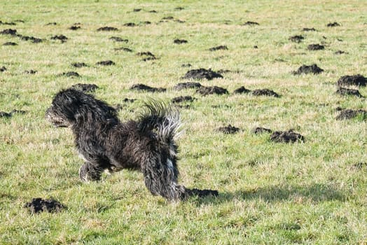 Black Goldendoddle running in a meadow while playing. Fluffy long black coat. Family dog that is also taken as a therapy dog. Animal photo of a dog