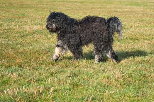 Black Goldendoddle running in a meadow while playing. Fluffy long black coat. Family dog that is also taken as a therapy dog. Animal photo of a dog