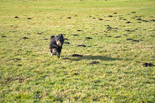 Black Goldendoddle running in a meadow while playing. Fluffy long black coat. Family dog that is also taken as a therapy dog. Animal photo of a dog
