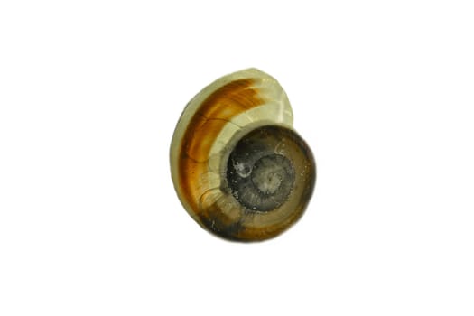 Snail shell cut out. Detailed shell of a snail. For further processing for e.g. composing.