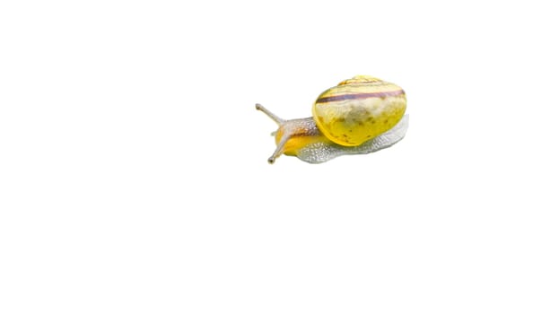 Snail with snail shell cut out. Small mollusk. Snail with house, foot and antenna. For further processing for e.g. composing.