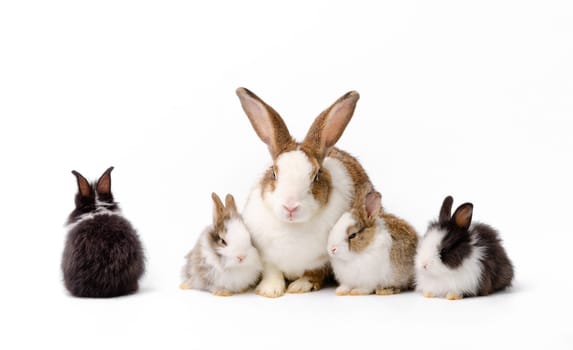 Adorable mother with four baby rabbits isolated on white background. One black and white bunny sitting alone while others sitting together. Pet animal family concept.