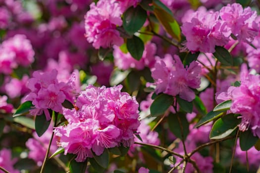 Flowers of Rhododendron 'PJ Mezitt' blooming in may.