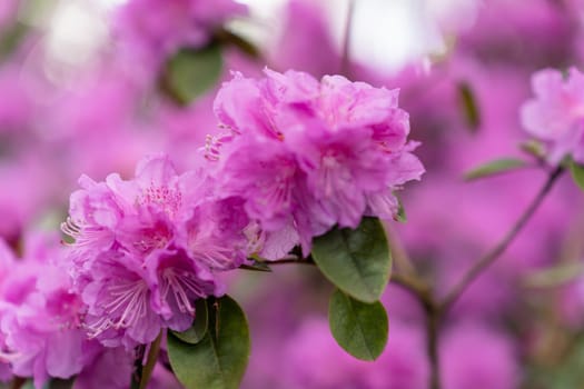 Selective focus on rhododendron 'PJ Mezitt' branch blooming with bright pink flowers.