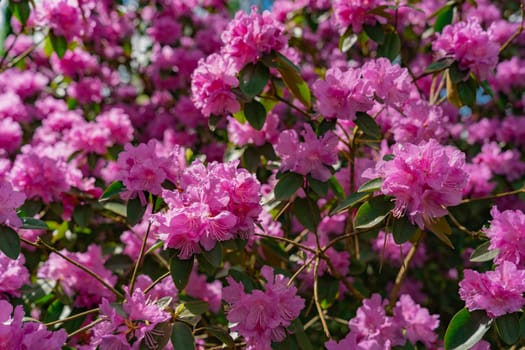 Rhododendron 'PJ Mezitt Elite' with bright purple flowers.