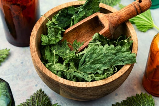 Fresh and dried nettle leaves, homeopathic herbs on a wooden table. Herbal medicine