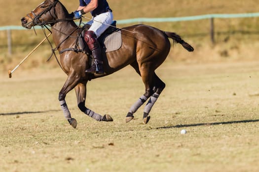 Polo equestrian rider horse pony game action closeup,abstract.