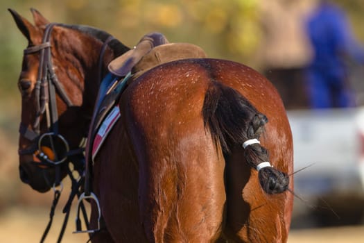 Polo equestrian horse pony rear tail saddle