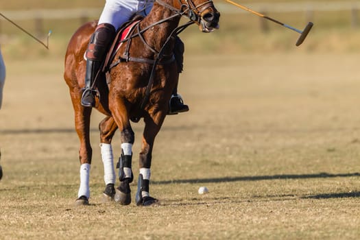 Polo equestrian rider horse pony game action closeup,abstract.