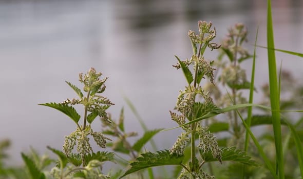 stinging nettles (Urtica dioica) with water behind them.