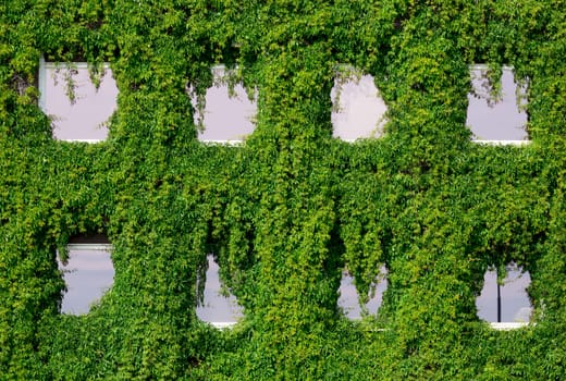 Facade and Windows Covered in Vegetation