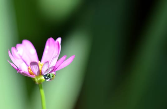 Flowering with water drops