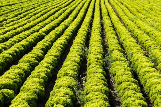 Salad field with Lollo Bianco,agricultural cultivation of leaf salad