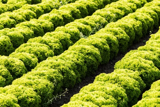 Salad field with Lollo Bianco,agricultural cultivation of leaf salad