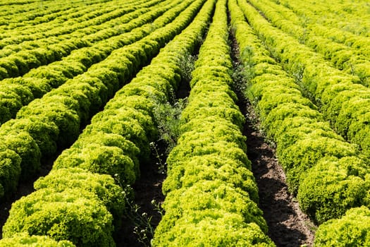 Salad field with Lollo Bianco,agricultural cultivation of leaf salad