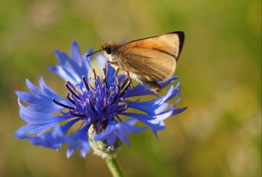 Rust-brown butterfly