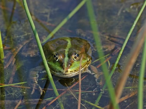 Floating pond frog