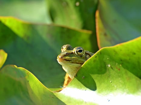 Pond frog between water lily leaves