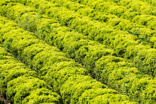 Salad field with Lollo Bianco,agricultural cultivation of leaf salad