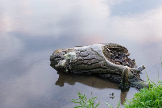 Weathered tree stump in the water of the Havel