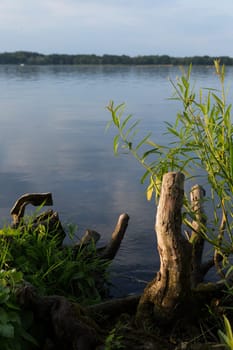 Sawn-off tree stumps on the shores of a lake