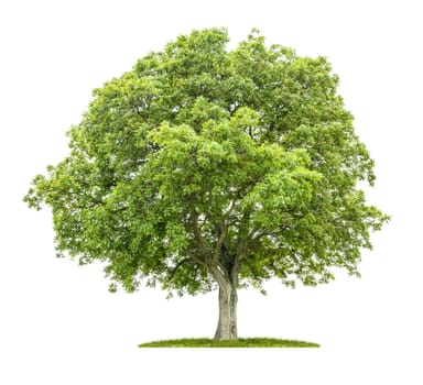 Old walnut tree