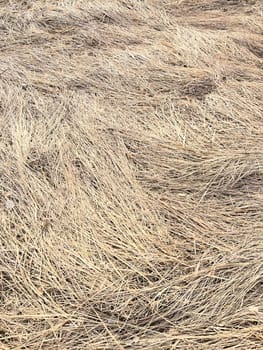 withered last year's grass in early spring in the floodplain of the river
