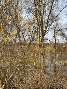 magnificent landscape flooding of the riverbed in early spring in March