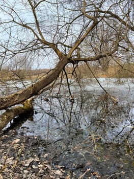 magnificent landscape flooding of the riverbed in early spring in March