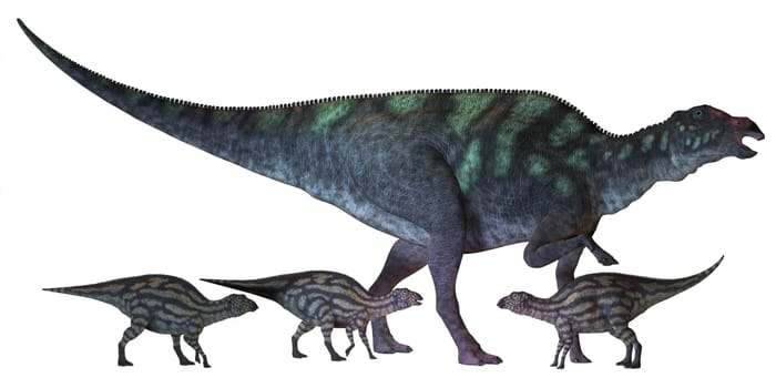 Maiasaura is a large duck-billed dinosaur that lived in North America in the Cretaceous Era shown here with several hatchlings.