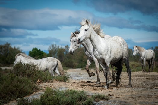 white horses in Camargue, France near Les salines, France
