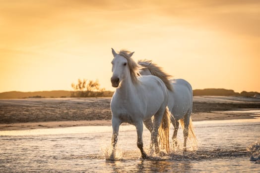 White horses are walking in the water  all over the sea in Camargue, France.