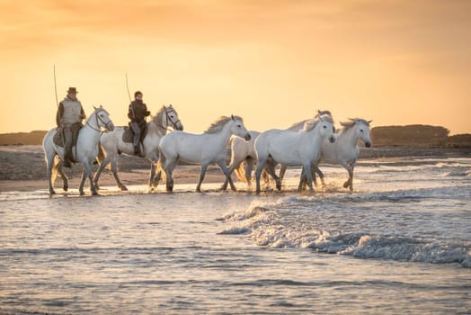 Camargue, France, April 28 2019 : White horses and two guardians are walking in the water all over in the swamp in Camargue, France..