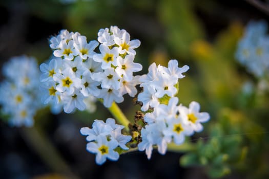 Closeup shot of Heliotropium, Cherry Pie Flower, Common Heliotrope, Garden Heliotrope 'Alba' or latin name: Heliotropium arborescens