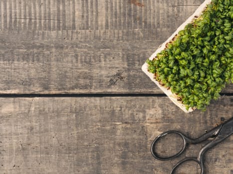 Fresh organic cress with kitchen scissors on a rustic kitchen table, healthy food, view from above, space for text
