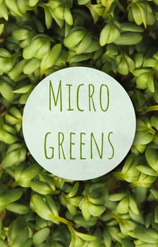 Fresh organic cress with the text Micro greens on a label using as background or book cover, healthy food, view from above