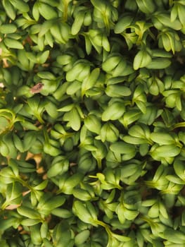 Fresh organic cress using as background, healthy food, view from above, space for text