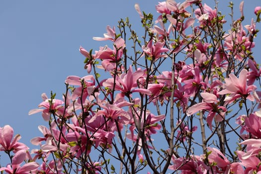 Beautiful magnolia tree blossom in spring. Pink magnolia flowers on a tree branch.