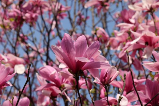 Beautiful magnolia tree blossom in spring. Pink magnolia flowers on a tree branch.