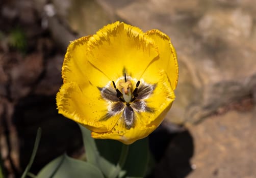 Yellow tulip flower blooming in a garden