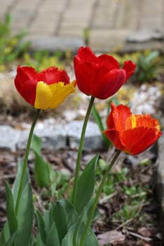 Yellow and red tulips flowers blooming in a garden