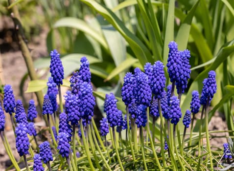 Grape Hyacinth Muscari Armeniacum Flowering In Early Spring.