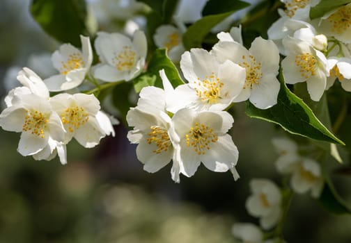 Beautiful white jasmine blossom flowers in spring time. Background with flowering jasmin bush.