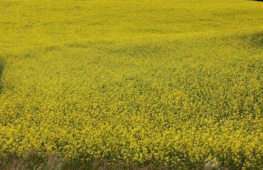 Cultivated field with blooming rape in bright yellow color