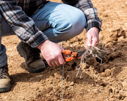 Farmer in the new vineyard prepares and plants the new vine seedlings in the ground. Agricultural industry, winery.