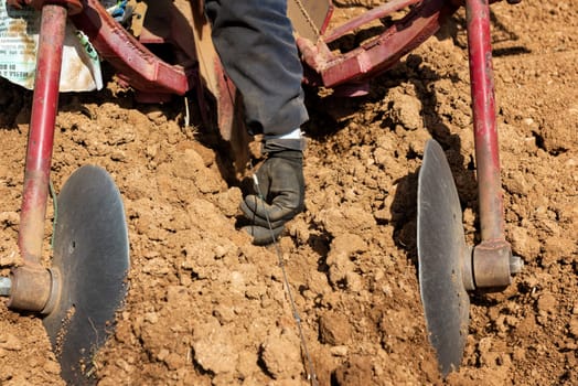 Farmer in the new vineyard plants the new vine seedlings in the ground with the tractor. Agricultural industry, winery.