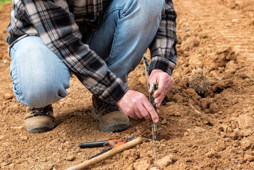 Farmer in the new vineyard prepares and plants the new vine seedlings in the ground. Agricultural industry, winery.